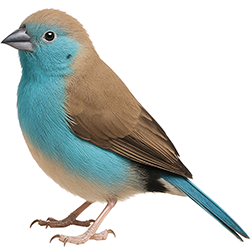 Blue Waxbill